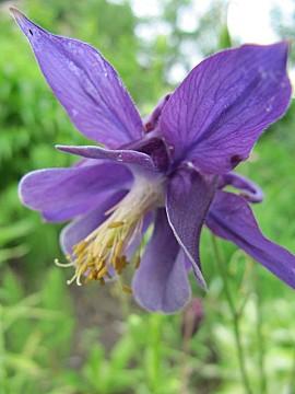 fleurs-bleues-mauves_20.JPG
