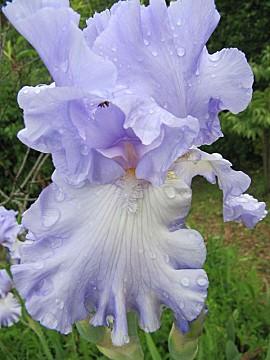 fleurs-bleues-mauves_19.JPG