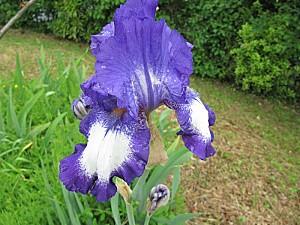 fleurs-bleues-mauves_17.JPG