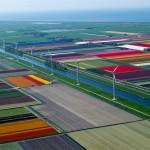 PHOTO : Les champs de tulipes / Hollande