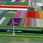 PHOTO : Les champs de tulipes / Hollande