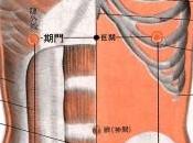point méridien foie (14F)