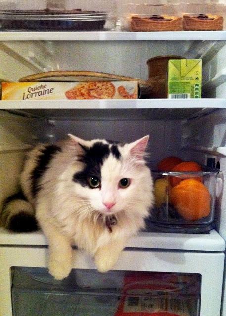 Le frigo de Réginald