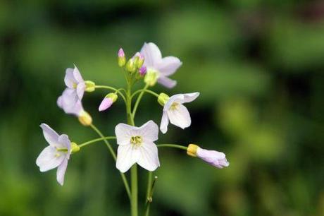 3 cardamine romi 29 avril 2013 128.jpg