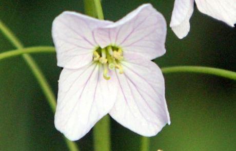 cardamine fleur romi 29 avril 2013 p 128.jpg