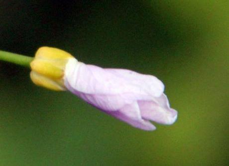 cardamine bouton romi 29 avril 2013 128.jpg