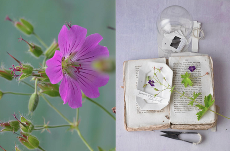 Géraniums et herbiers poétiques