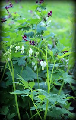 Un p'tit tour au jardin...