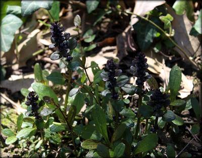 Un p'tit tour au jardin...