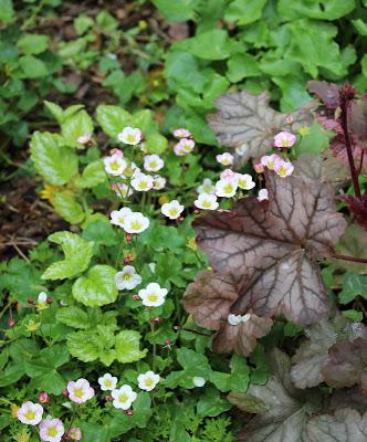Un p'tit tour au jardin...