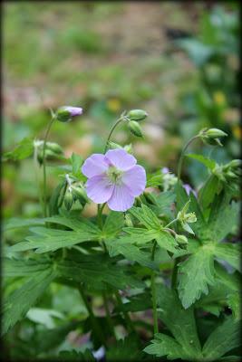 Un p'tit tour au jardin...