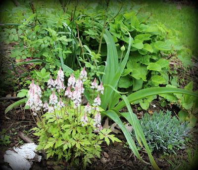 Un p'tit tour au jardin...