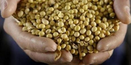 Bruxelles veut criminaliser l’utilisation de semences non enregistrées