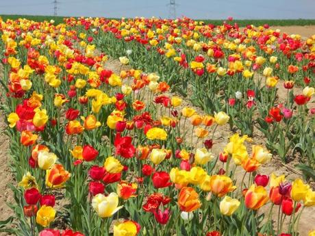 Clic-clac 3*34 - Il est là !