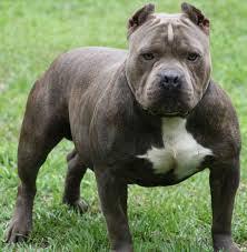 pit-bull