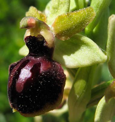 Ophrys passionis (Ophrys de la passion)