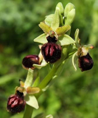 Ophrys passionis (Ophrys de la passion)