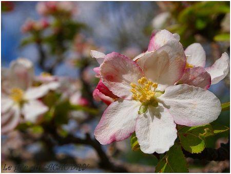 fleurs du pommier le gite du lacaudry