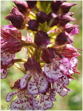 détail orchidée du lot lacaudry le gite