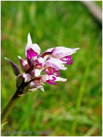 orchidée sauvage du lot au lacaudry