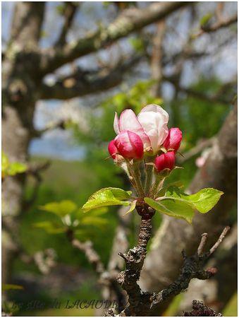 bouton fleur de pommeir gite du lacaudry