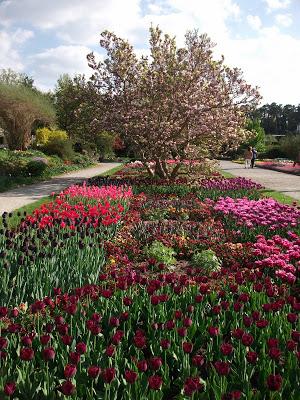 Floraisons printanières au jardin botanique de Munich au mois de mai