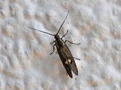 petit lépidoptère visible mi-avril...