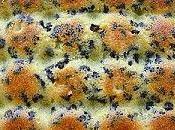 recettes réalisations