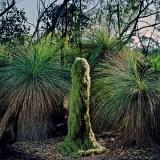 Papapetrou Ghillies 06