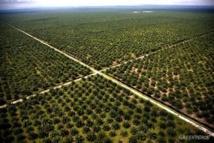 Pourquoi et Comment éviter l’huile de palme ?