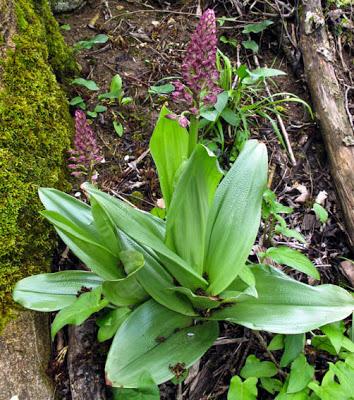 Orchis x hybrida