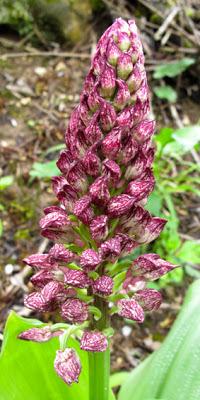 Orchis x hybrida