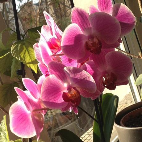 Ma semaine en mots et photos instagram (78)