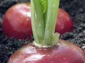 Comment cultiver radis étapes