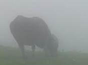 Méditer, est-ce faire vide