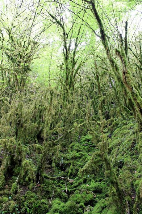 La cascade de la Fouge