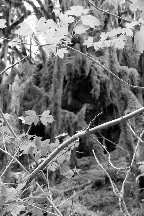 La cascade de la Fouge