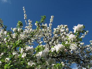 Qui dit Honfleur ...