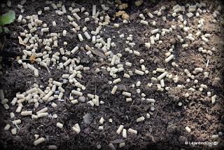 Idée potager (ou jardin d'expérience ?)