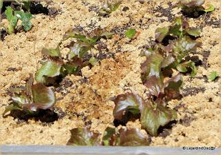 Idée potager (ou jardin d'expérience ?)