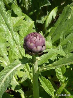 Idée potager (ou jardin d'expérience ?)