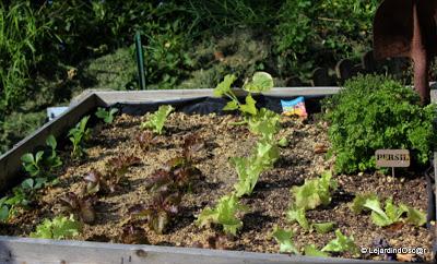 Idée potager (ou jardin d'expérience ?)
