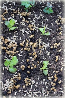 Idée potager (ou jardin d'expérience ?)