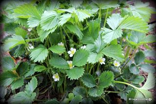 Idée potager (ou jardin d'expérience ?)