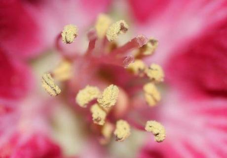 8 malus rouge coeur veneux 12 mai 2013 027.jpg