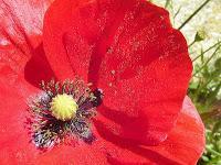 MINIMAL MANIAC #15 MINIMAL MANIAC #15