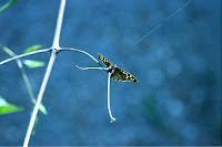 MINIMAL MANIAC #15 MINIMAL MANIAC #15