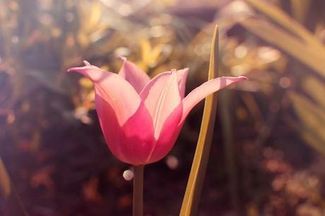 photos-photographies-printemps-jardin