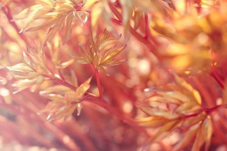 photos-photographies-printemps-jardin