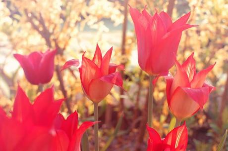 photos-photographies-printemps-jardin